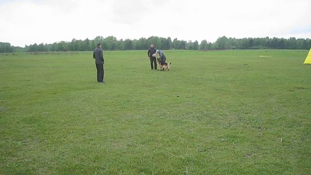 2.  выражено/перв SHUMIHOFF YUNION (Frosten Rusland Ridik – Shumihoff Prima Granda)
