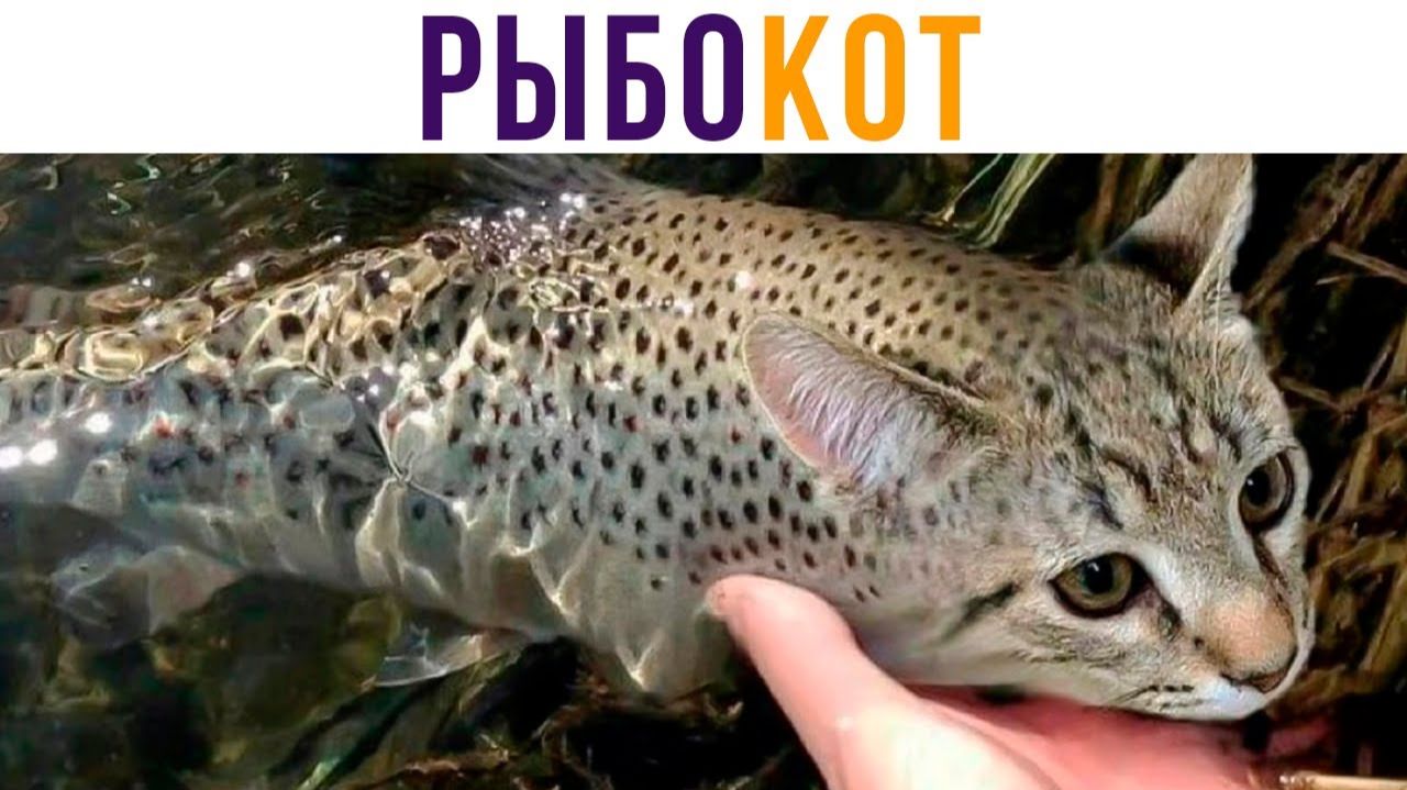РЫБОКОТ))) Приколы с котами смотреть онлайн