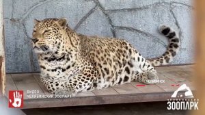 В Челябинском зоопарке умерла любимица посетителей - леопард Лиза