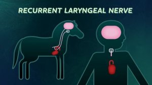 11. Intro to Evolution: What We Can Learn From a Giraffe's Neck: Crash Course Biology