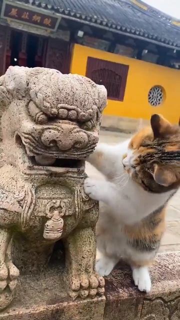 Котик смотреть онлайн