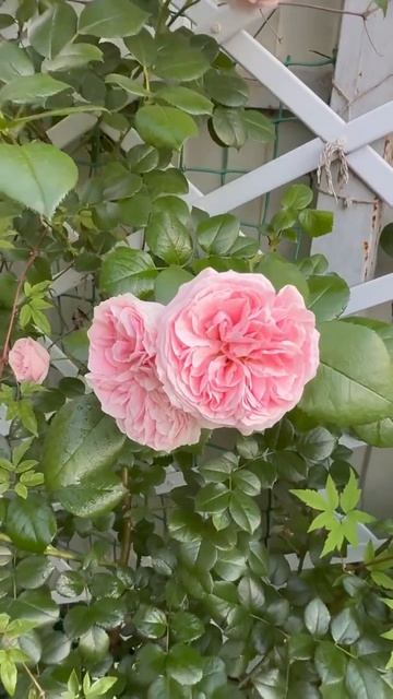 Джардина 🌸и Крокус Роуз🕊️8 июня🌿 смотреть онлайн