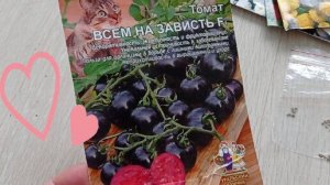 #томат ТОМАТ ВСЕМ НА ЗАВИСТЬ! #помидор#томатвсемназависть#томатпосадка#помидорпосадка#томат2023#том