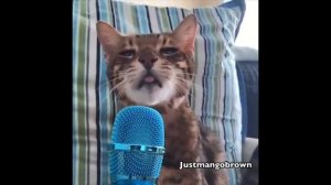 Коты и Котики 😺👀 МемЫ