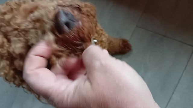 Кудряшка Пиня смотреть онлайн