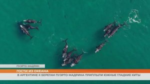В Аргентине к берегам Пуэрто-Мадрина приплыли южные гладкие киты