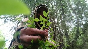 побывал в лесу повидать зелёный черника. Лето с утра прохладно.
