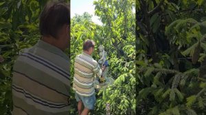 Воздвижение Чаши Матери Мира в Универсолисе