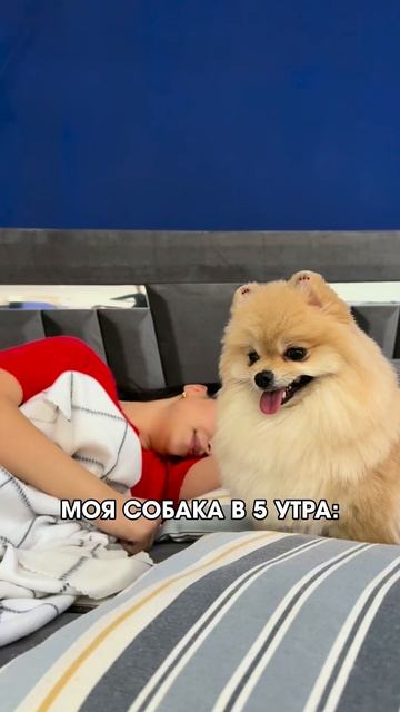 А ваши четвероногие друзья также вас будет в 5 утра?😅