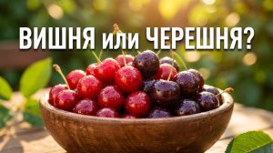 Вишня и черешня, почему их все время путают