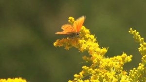 Смотреть и слушать  одно удовольствие