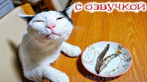 Ты Не Досмотришь Это Без Смеха Приколы с котами С ОЗВУЧКОЙ Самые Смешные Животные