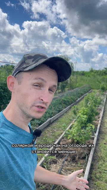 Кротов с участка чем я только не пытался изгнать