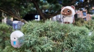 Котёнок Сиам и Ядра - прыжки в японском бонсае.