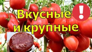 Лучшие сорта томатов для теплицы! Крупноплодные томаты с отличным вкусом!