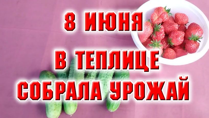 8 июня. Поработала в теплице, собрала урожай