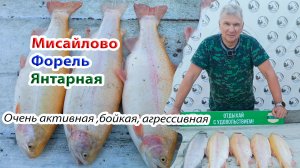 Мисайлово. Янтарная форель - какая же она агрессивная! Смотрим какие приманки работают сейчас...