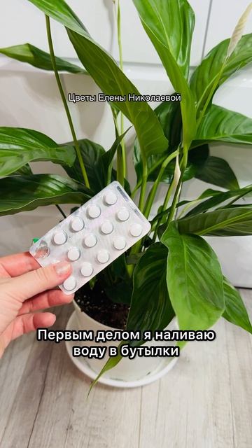 Витаминная подкормка для ЦВЕТОВ! Полей так в Июне и даже слабые оживут!