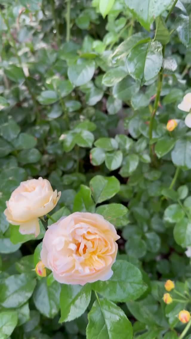 Замок Шеверни✨и Ред Леонардо🌺8 июня🌿 смотреть онлайн