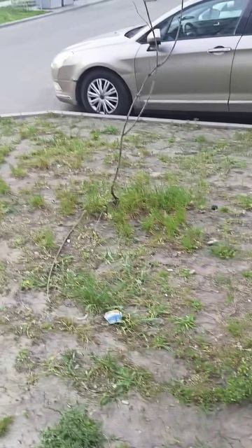 работа ук свердлова шесть (администрации/природнадзора/прокуратуры) #старыйоскол #природа #саженцы