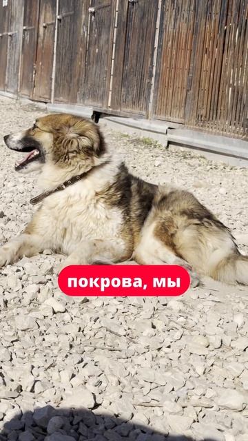 Помогите спасти лапку Бусе #помощьбездомным #приют #собака #буся
