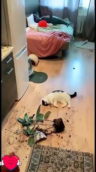 Смешные и милые котики! 🐱🐾🐱🐾🐱🐾