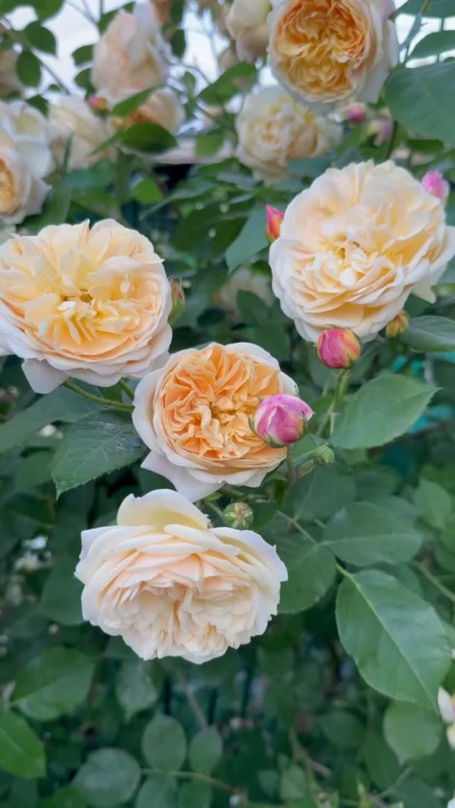 Тизинг Джорджия✨и компания 💐8 июня🌿 смотреть онлайн