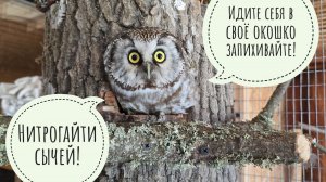 Прорубили окно в Европу, засунули сыча Ваничку в пень. Кошка Плутя пришла смотреть на фазана