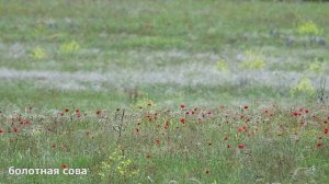 Болотные совы. Развлечения в маках