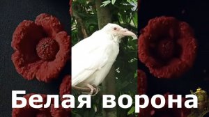 Белая ворона