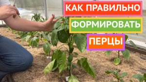 Формируем перцы 🌶️ 🫑Почему это важно и как делать правильно!