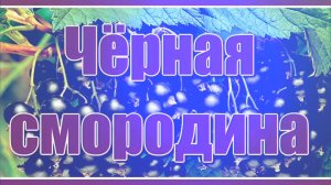 РАСЦВЕЛА СМОРОДИНА В ГОРОДСКОМ САДУ
