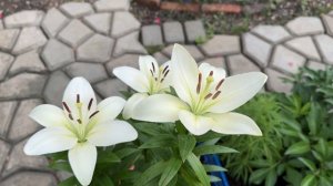 Расцвела моя «махровая лилия» Мэджик