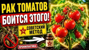 Как защитить томаты от бактериального рака забытый советский метод