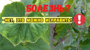 Желтая кайма по краю, не пропустите первый признак!