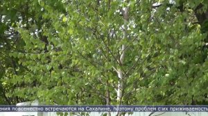 08.06.2026 У парка Южно-Сахалинска высаживают деревья «зелёного каркаса»