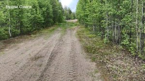 Поход в лес на поиски грибов. Прогноз на ягоды, думаю будет хороший урожай черники. 04.06.26