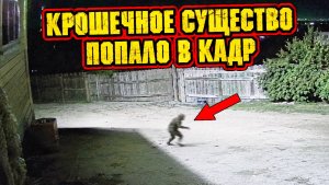 Камера наблюдения в Калифорнии сняла ночью крошечное волосатое двуногое существо