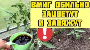 Поливаю этим ТОМАТЫ чтобы хорошо цвели и завязывались. От этой прикормки зависит урожай!