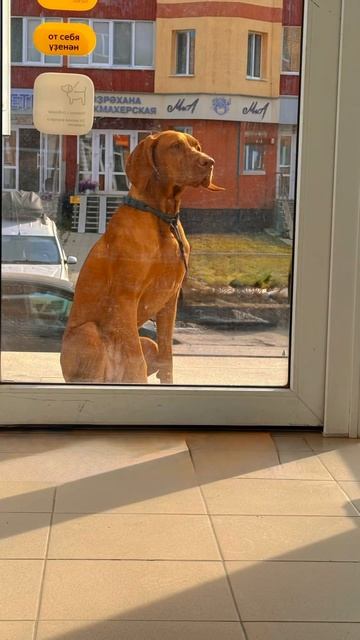 Такая собачья работа - ждать хозяина #dog #moments #morning