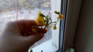 Цветы домашние . Цветочки . Каланхоэ . Уход . Полив . Как ухаживать . Видео