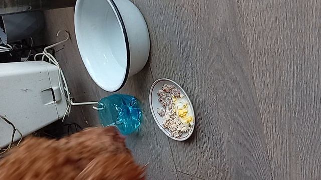 Пиня кушает смотреть онлайн