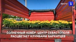 Солнечный ковёр: центр Севастополя расцветает клумбами бархатцев