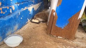 место встречи🦔🦔🦔