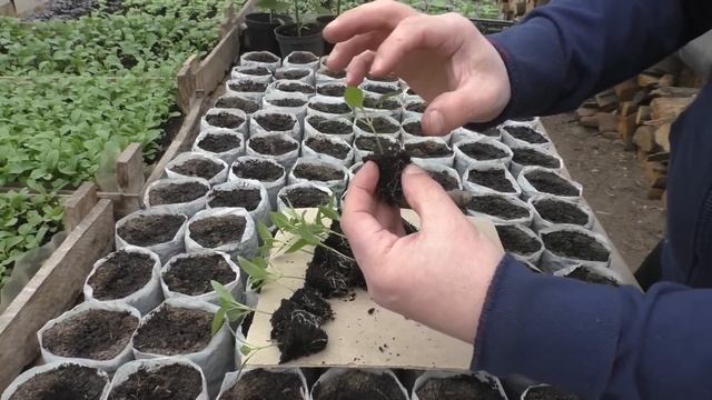 Перец из кассеты секрет приземистой рассады.