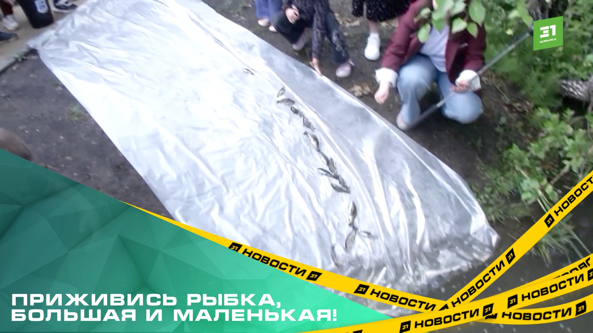 В пруд за челябинским кардиоцентром выпустили больше 2 тысяч мальков сазана