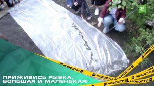 В пруд за челябинским кардиоцентром выпустили больше 2 тысяч мальков сазана