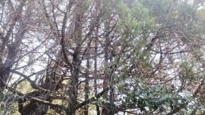 VID_20250805_120809.mp4
