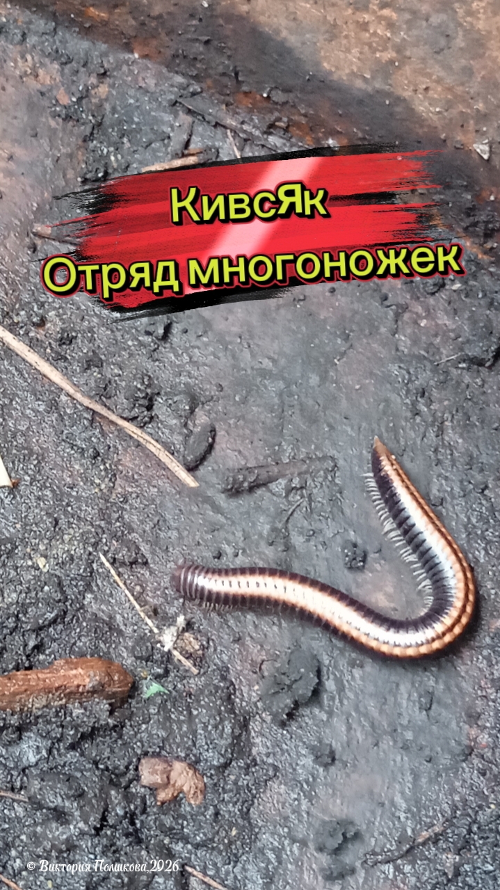 Кивсяк, отряд многоножки, полезный для огорода