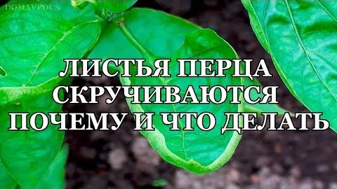 Листья перца скручиваются вверх, вниз, лодочкой: причины (нехватка калия, тля, жара) и что делать